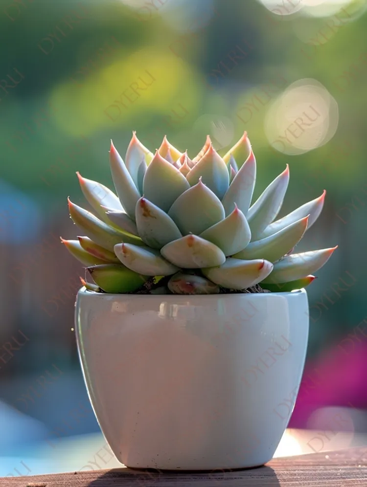 Suculenta Verde em Vaso Branco com Fundo Bokeh Natural