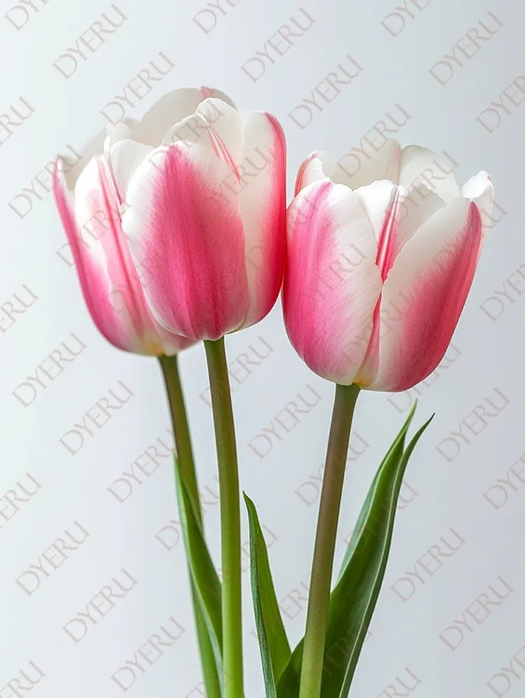 Dueto de Tulipas Rosa e Brancas em Fundo Neutro