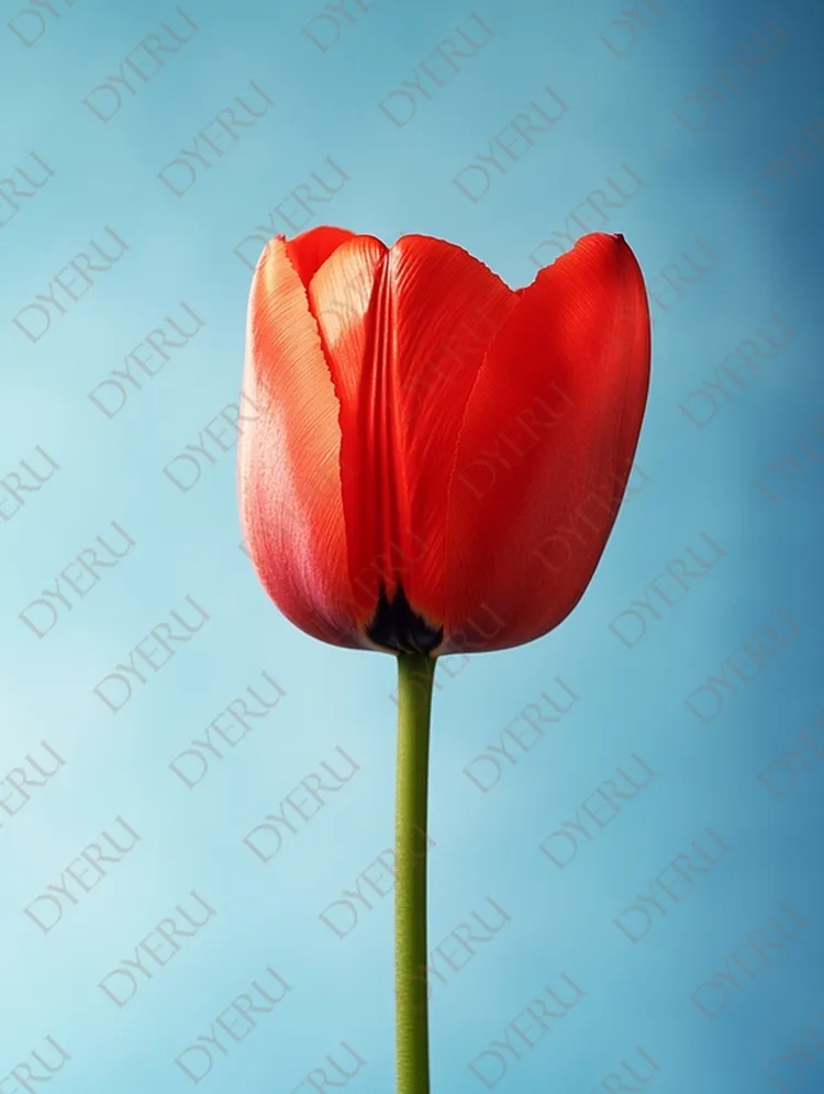 Elegante Tulipa Vermelha em Fundo Azul