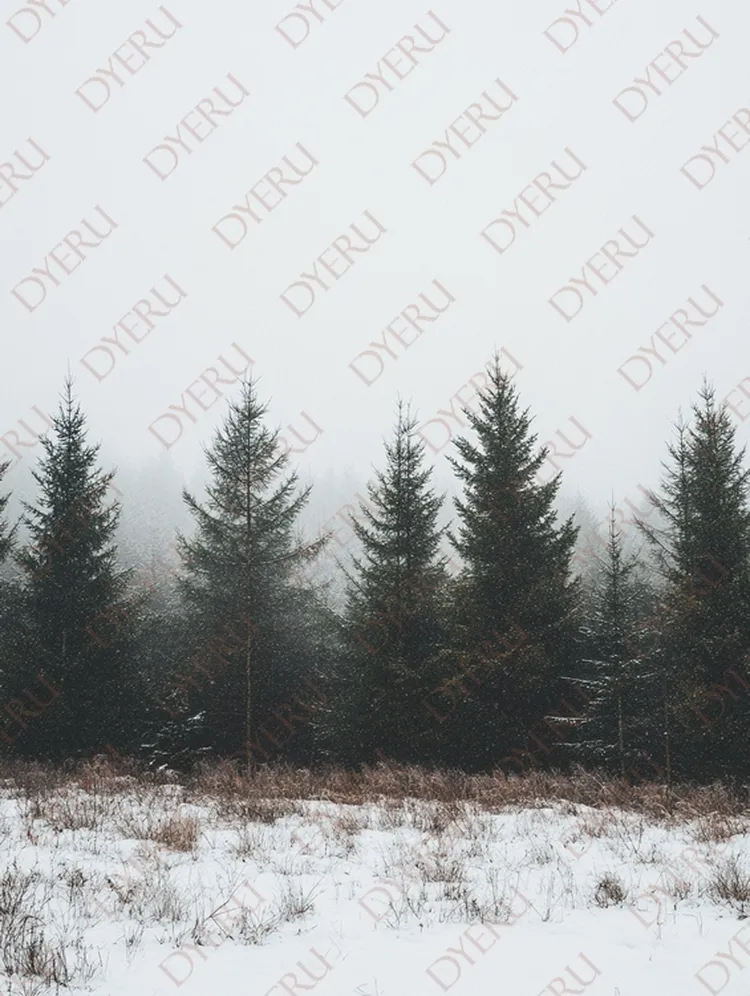 Floresta Nevada em Dia Nublado com Árvores de Pinheiro
