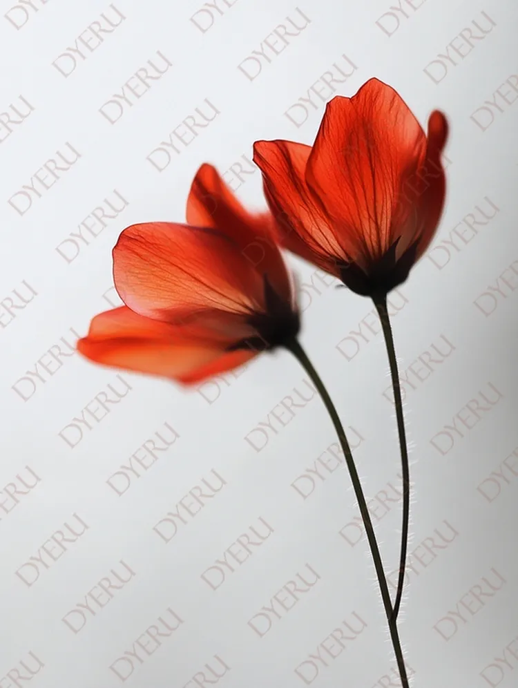 Flores Vermelhas em Silhueta com Fundo Suave e Iluminação Natural