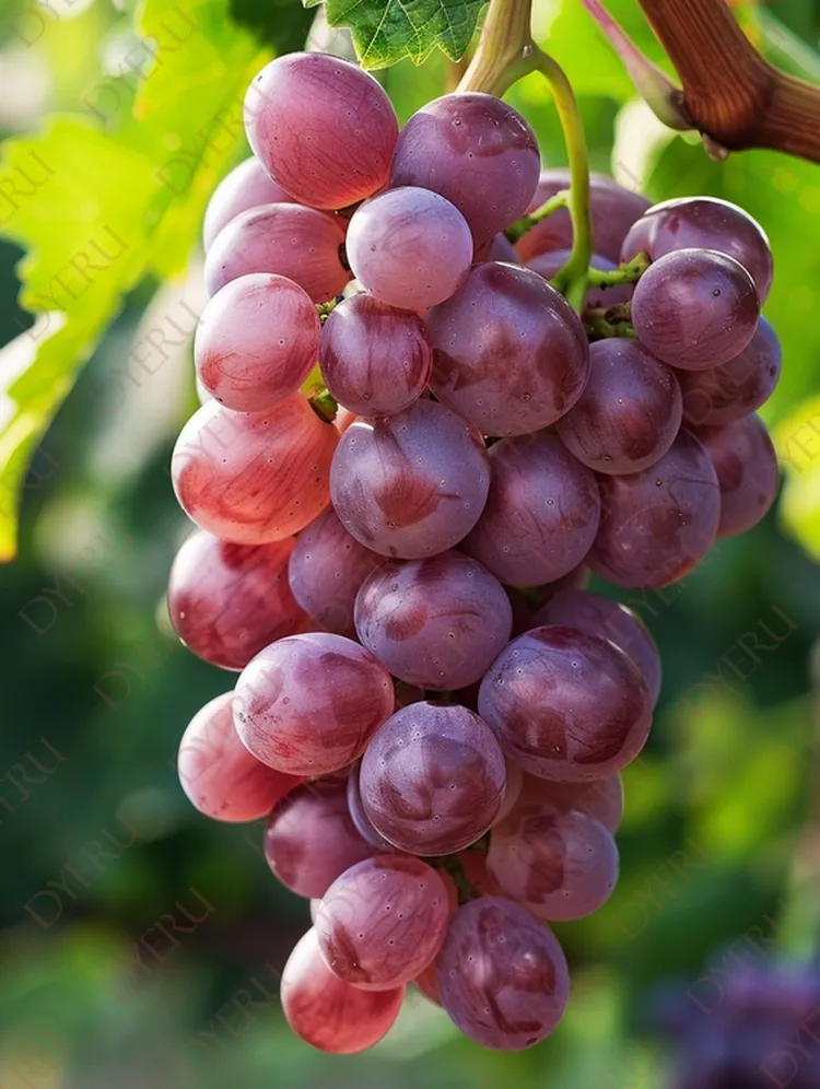 Ramos de Uvas Roxas Frescas com Gotas de Orvalho