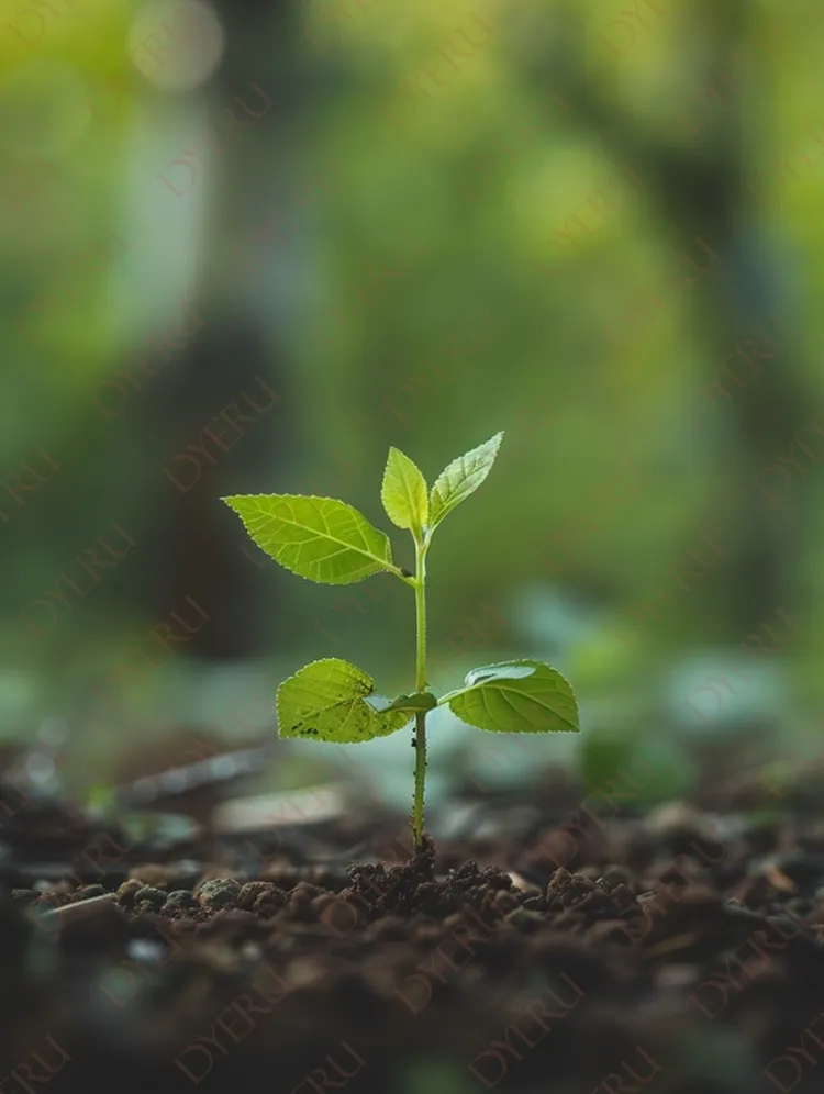Planta jovem brotando do solo em ambiente natural iluminado